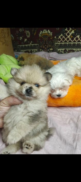 Дівчинка Померанский шпіц, девочка Померанский шпиц, ведмедик з блакитними очима