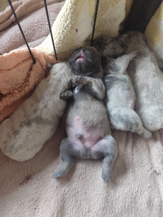 Rezerwacja Buldog francuski szczeniak