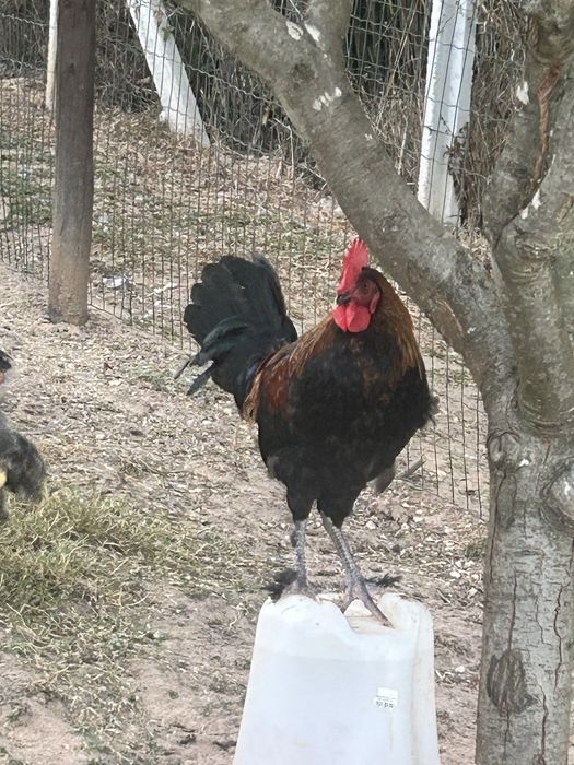 Galos.  de raça