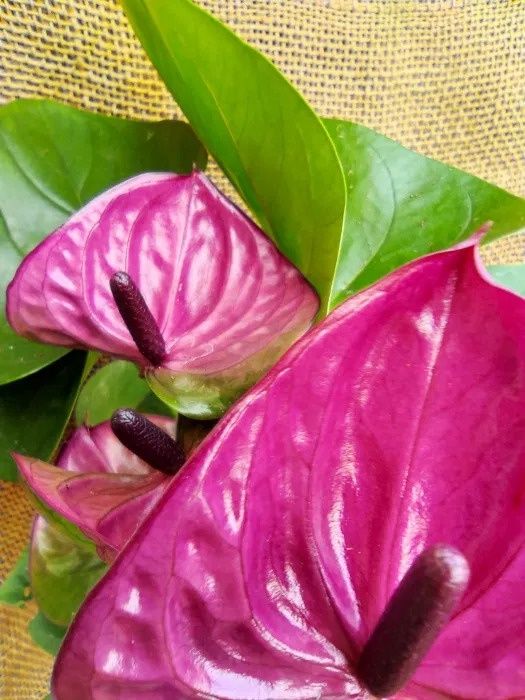 Antúrio branco, chocolate, lilás, rosa e vermelho PLANTA DE INTERIOR