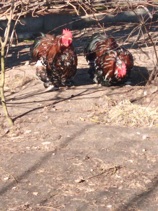 Kochin  miniaturowy  porcelanowy