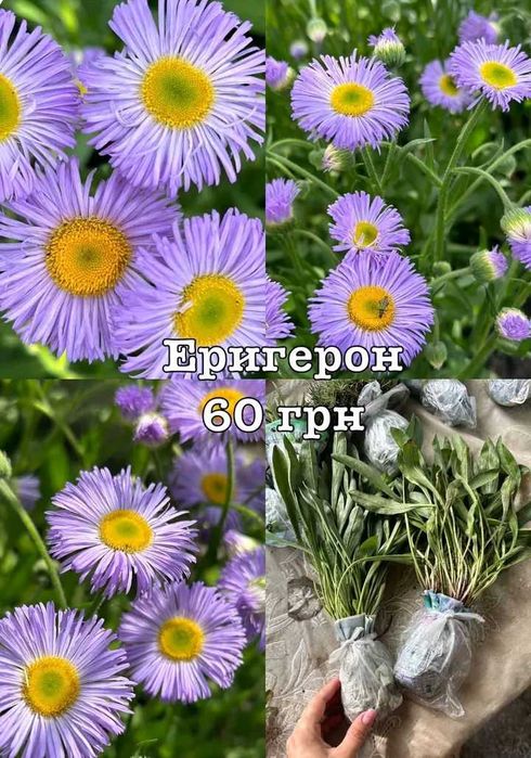 Багаторічні квіти