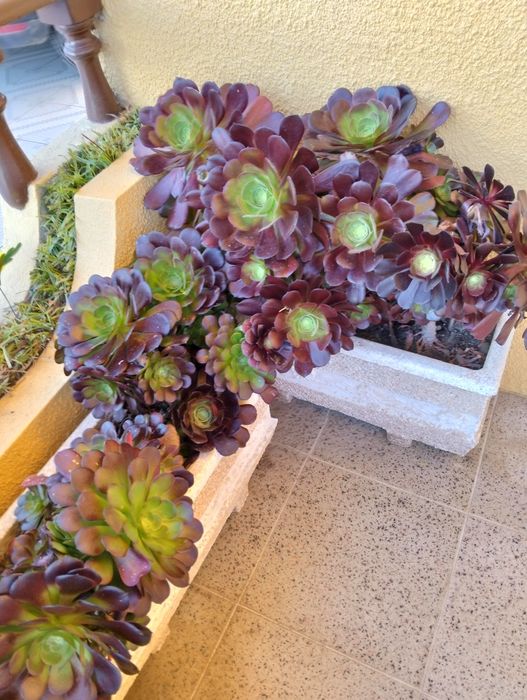 Cactos diversos.