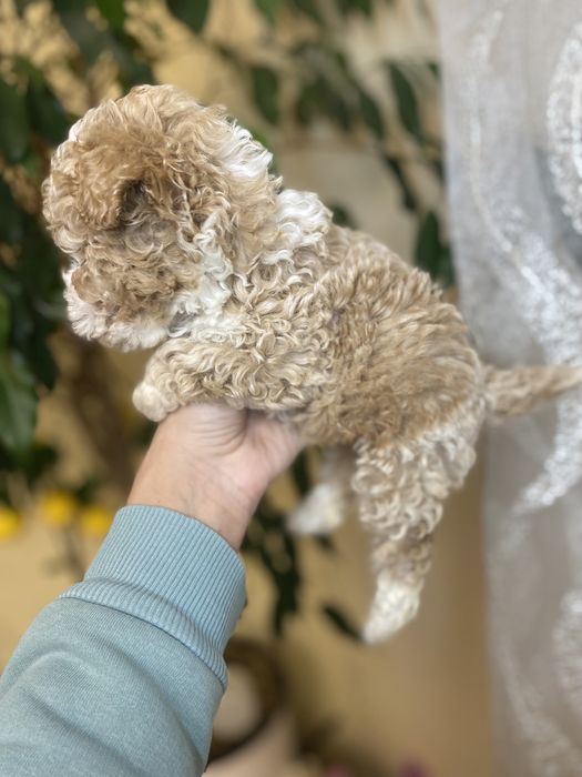 Шикарні міні мальтипу