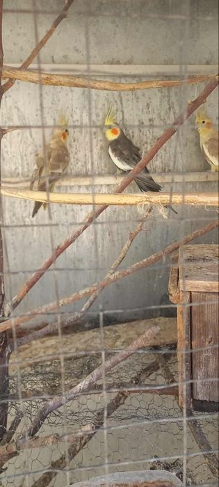 Vendo dois casais de caturras