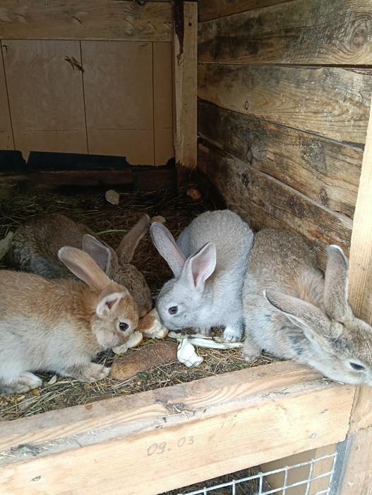 Króliki do sprzedania