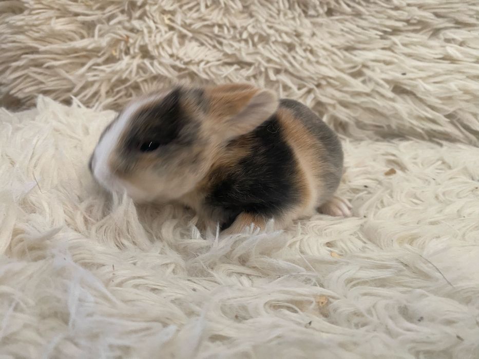 Królczek Mini Lop