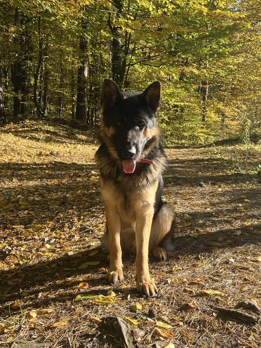 німецька вівчарка