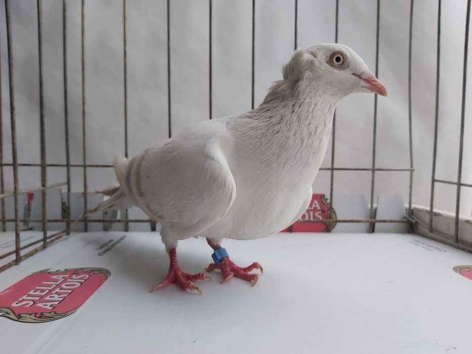 Gołębie Jasne Masłowe