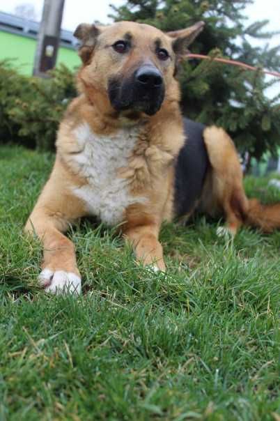 087962 Pene do adopcji