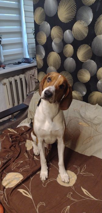 Отдам в хорошие руки  Собаку