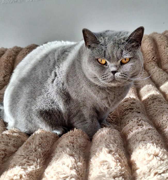 Британська блакитна дівчинка.