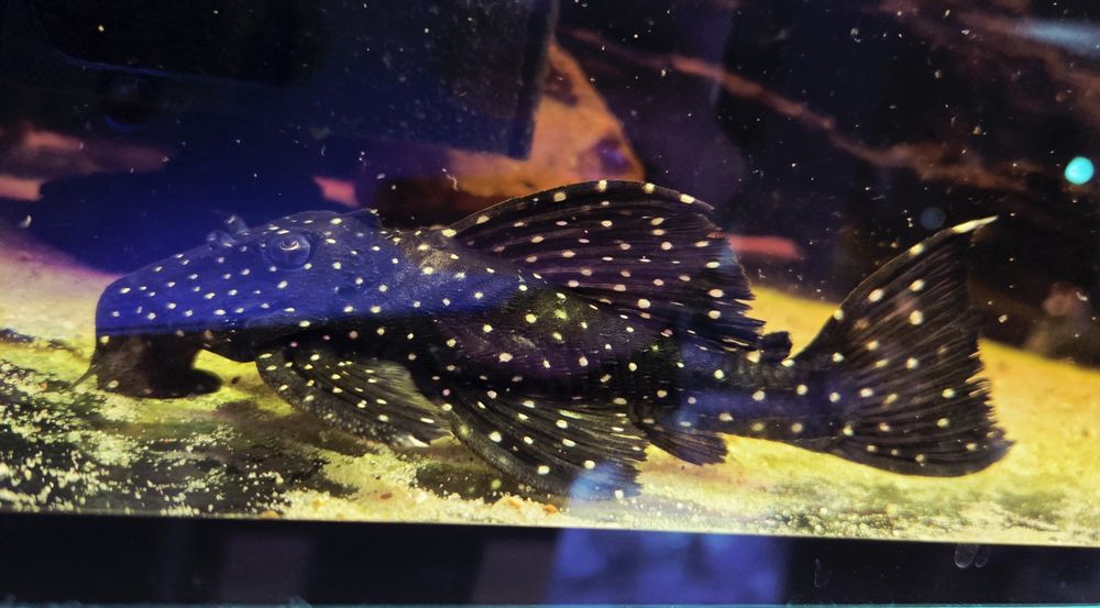 Zbrojnik L240 Hemiancistrus galaxias