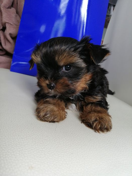 Yorkshire Terrier York szczeniaczek  maluszek