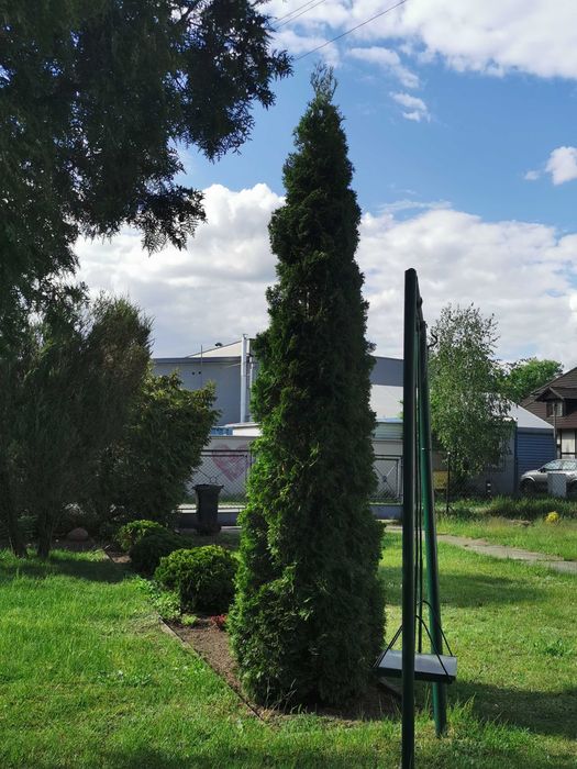 Tuja szmaragd 3,5 m.