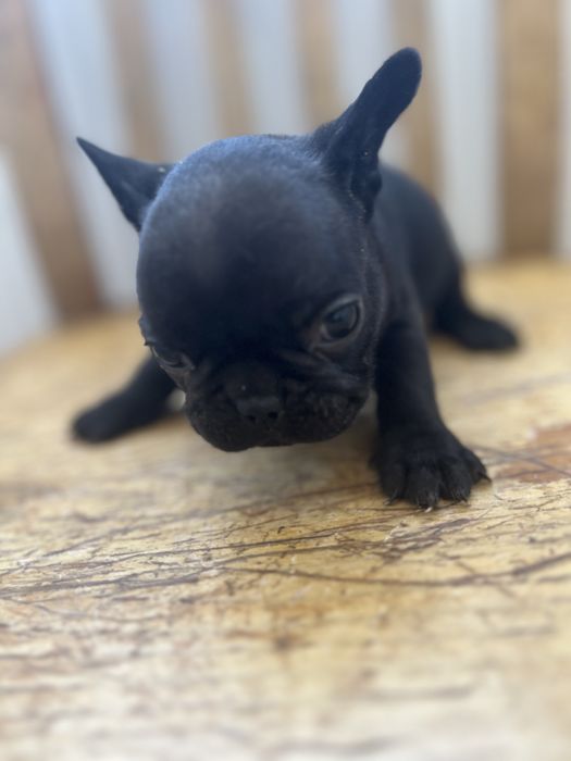 Bulldog frances top  preta femea