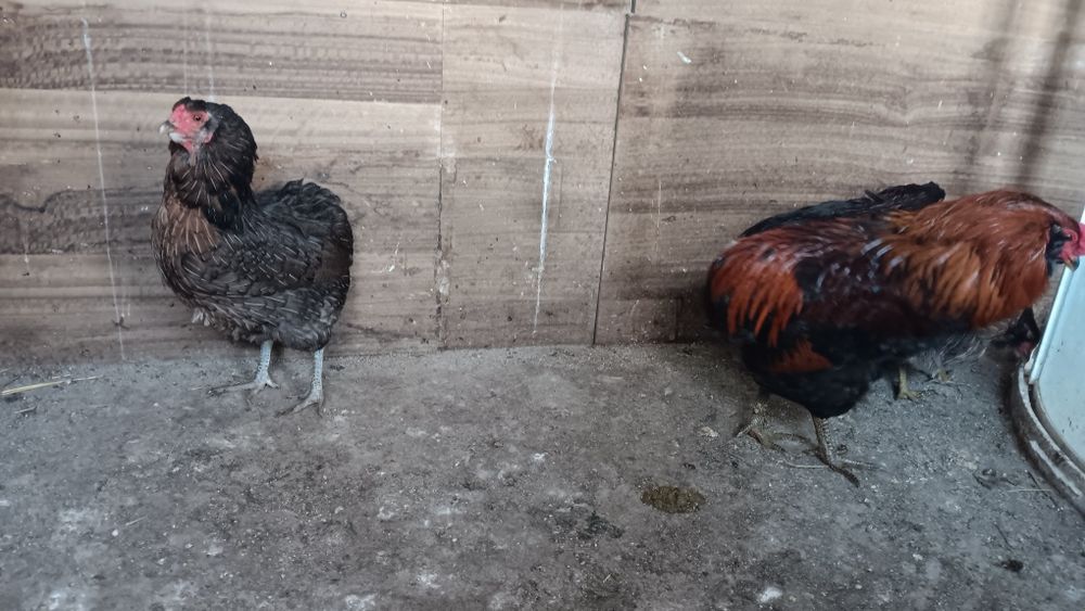 Casal galinhas araucanas