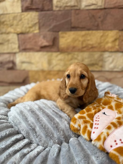 Cocker spaniel angielski Piesek Rodowód