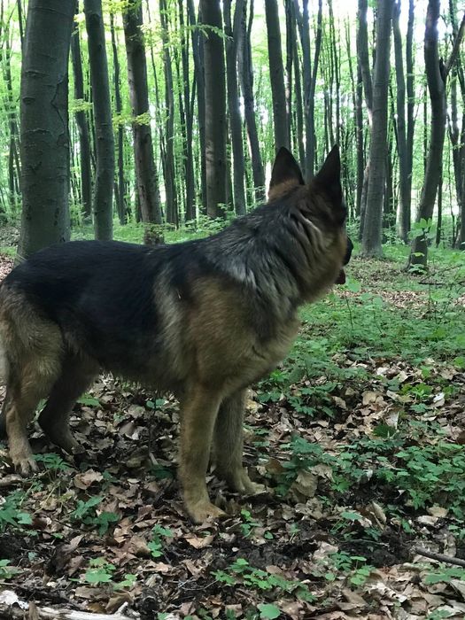Німецька вівчарка