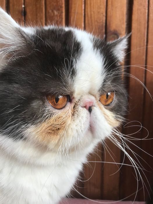 Кот, молодой - все стандарты породы!