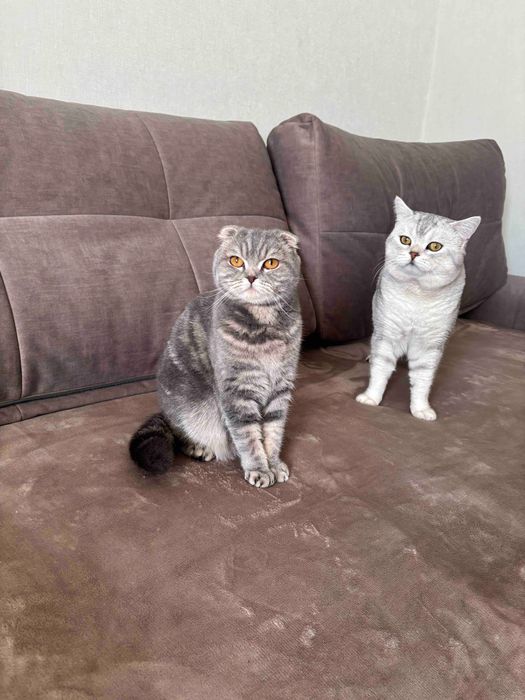 Шотландські котята