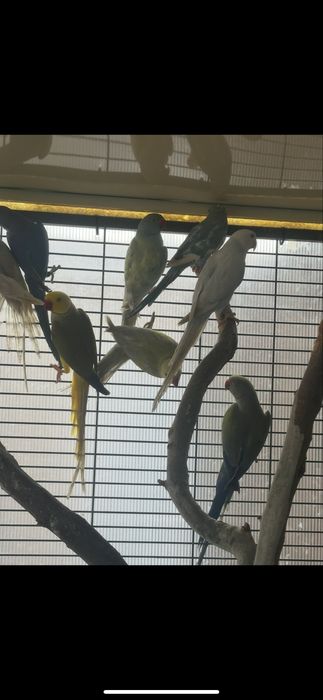 Lote de ring neck adultos