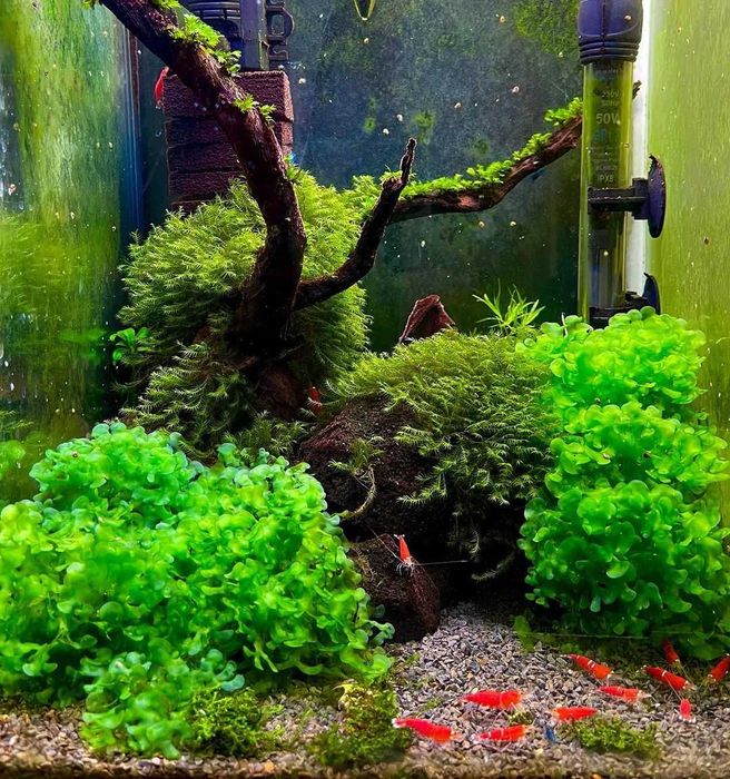 Ломариопсис линеата. Аквариумные растения