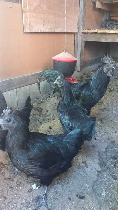 Ayam cemani czarne kury jaja lęgowe