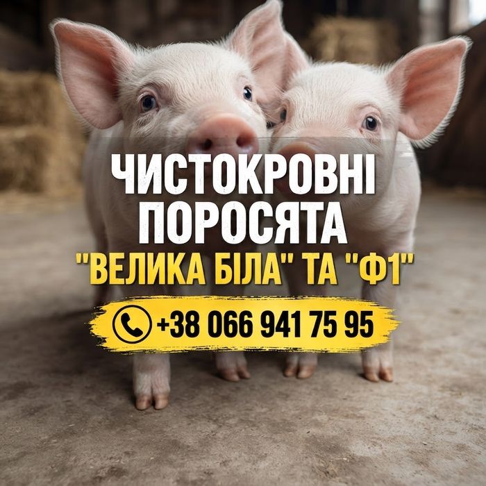 Велика Біла Йоркшир та Ф1 свині поросята породи мясо-сальна