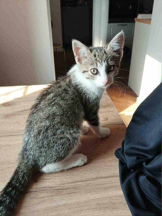 Simba kocurek i Nala kociczka do adopcji