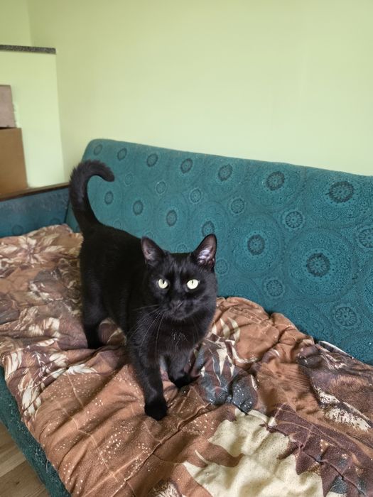 Чорний котик черный кот