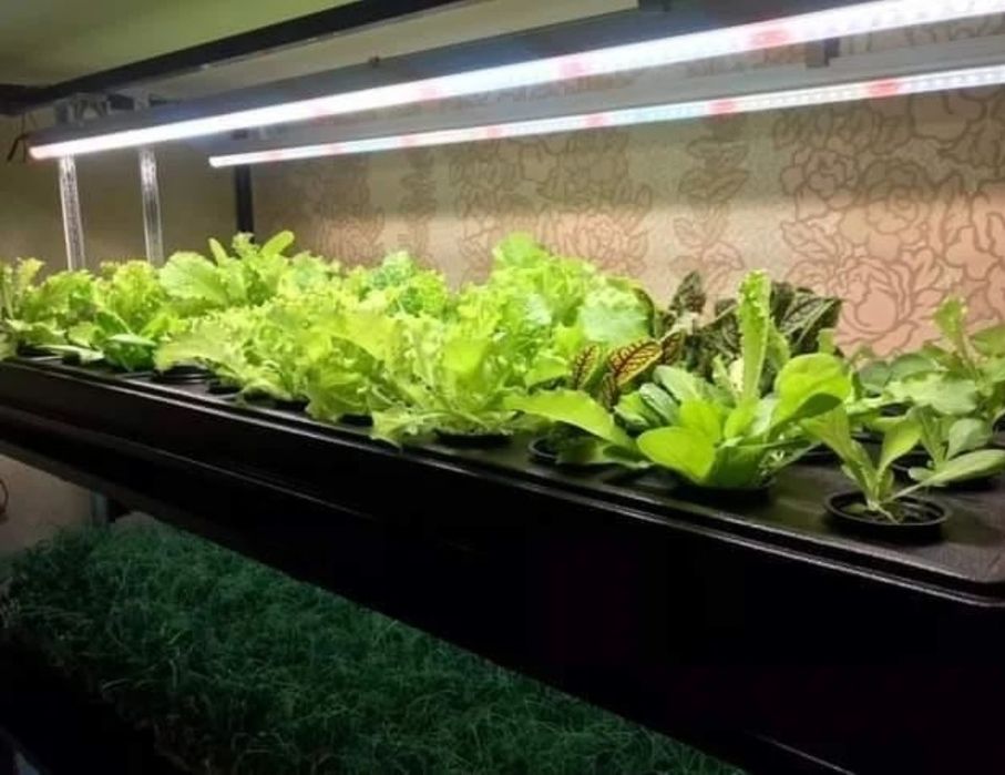 Фито светильник Samsung LM301B – 40 ватт