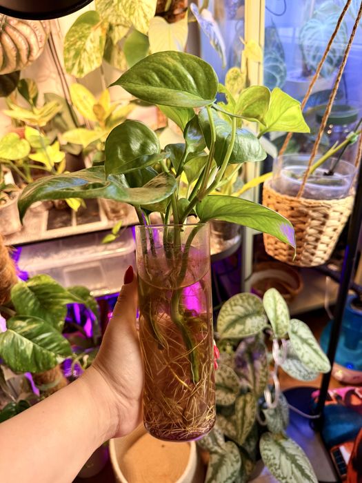 Epipremnum pinnatum Global Green SADZONKA CIĘTA