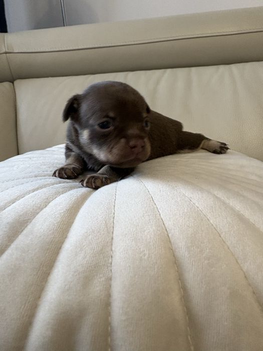 Chihuahia suczka czekoladowa