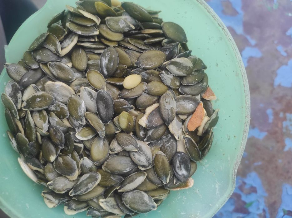 Насіння гарбуза/ голонасінка/ штирійське