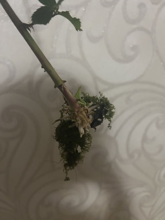 Саджанці ожини садової