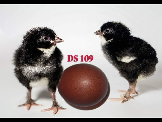 Инкубационое яйцо доминант ДС109
