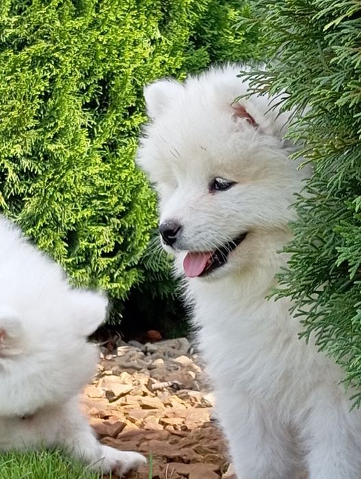 Samoyed samojed szczeniak