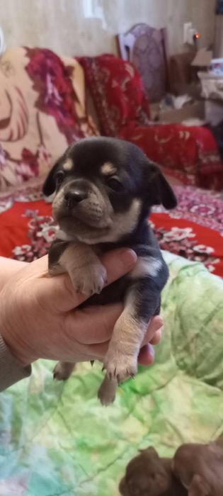 Продам собачок Чіхуа