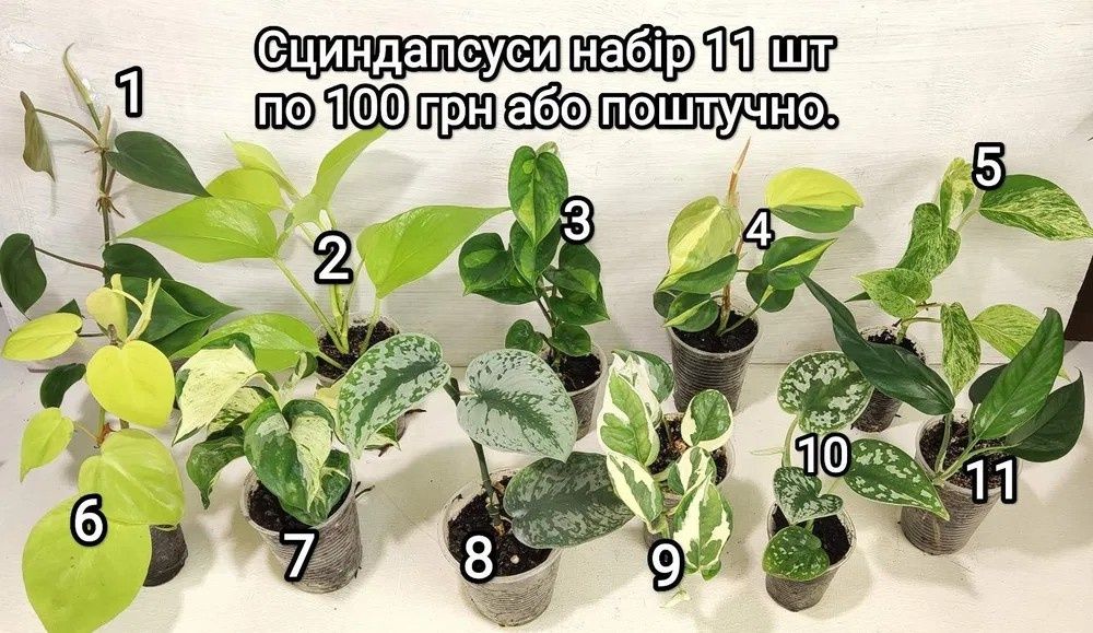 Продаю Ліана Сциндапсус та епіпремнум, філодендрони. Черенки свіжозріз