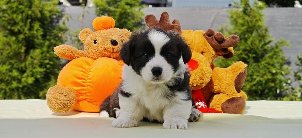 Welsh Corgi Cardigan słodki piesek Yogi Długowłosy Fluffyrodzice z kompletem badań genetycznych