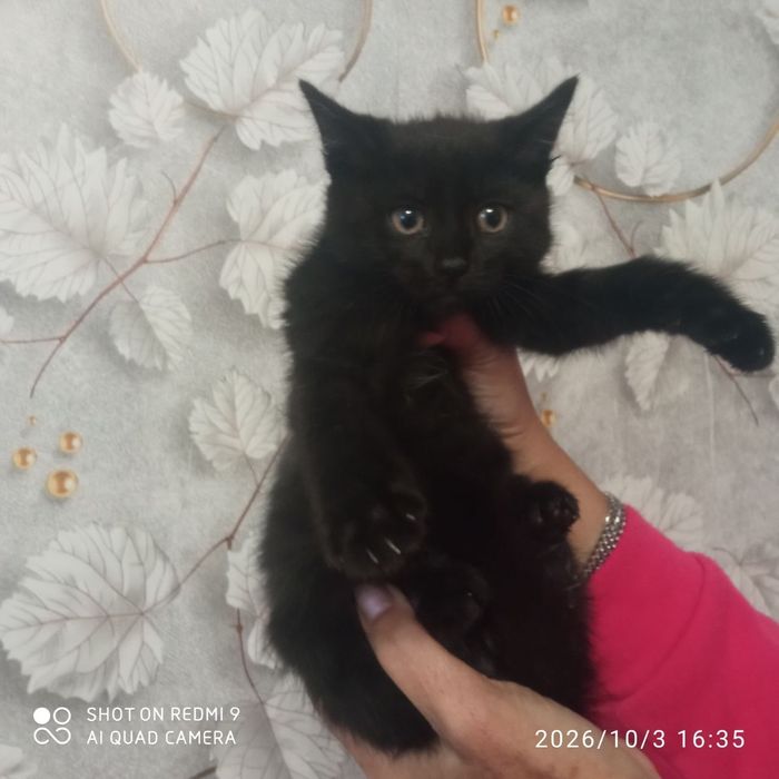 Отдам в хорошие руки полукровка шотландца