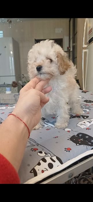 Продам   мальчика мальтипу мини