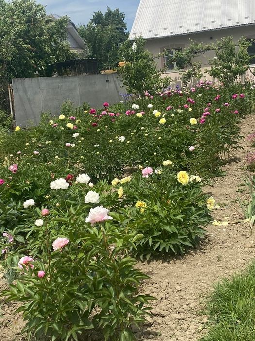 півонія жовта біла рожева сортова піони