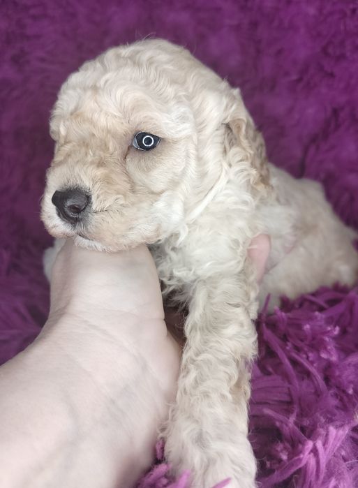 Pudel Toy/Miniatura w kolorze creme-apricot.

Rodzice maluszków to m