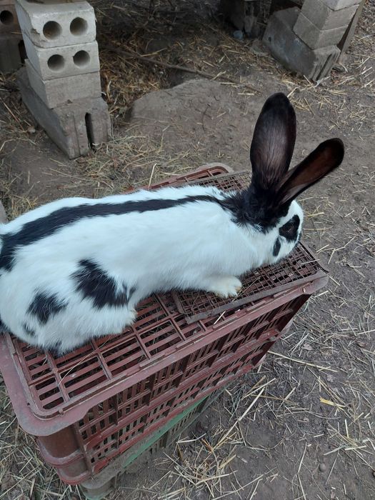 Królik Srokacz Niemiecki