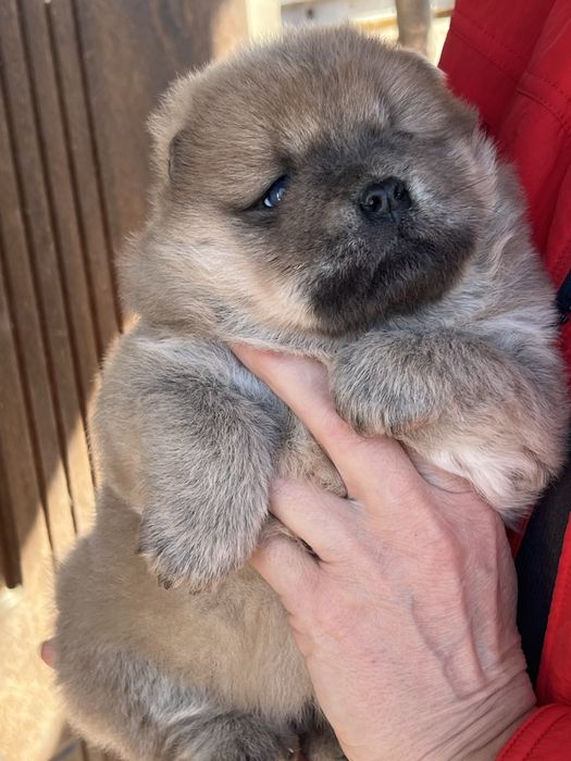 Чудові парубки доставка