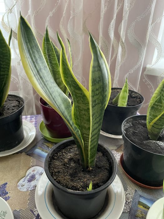 Сансев‘єрія,сансевієрія ,сансевиерия