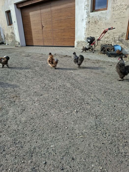 Kury i koguty silki