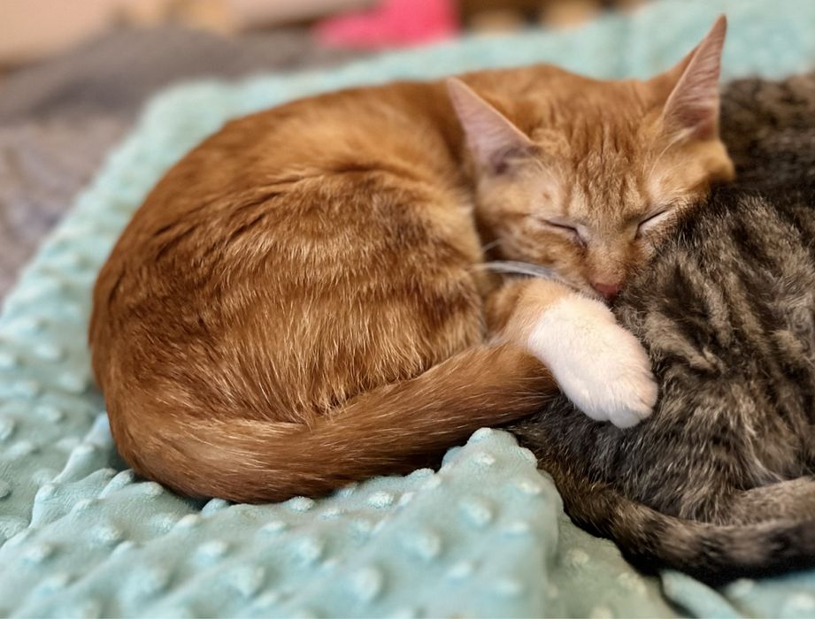 Małe kotki szukają domków